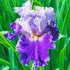 Purple Iris Boutique - @annacollett - TikTok