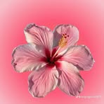 Ana Cordova - Facebook