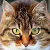 anka2326 - @annaczajka53 - TikTok