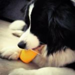 Anna Dąbkowska - @collie_pies - Instagram