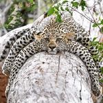 anna dąbkowska - @wild_animals700 - Instagram