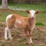 Anna Denny - @anna.gus.acdfarm - Instagram