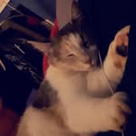 Anna’s Spam - @anna_spammmmmm_deyoung - Instagram