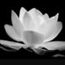 Anna Dinh - Facebook