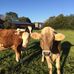 Anna Dreyer - Facebook