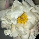 Anna Lea Duckworth - @annaleaduckworth - Instagram