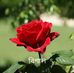 Eddy Anna - Facebook