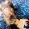 Anna Ebrahim hadjinor - @anna.ebrahim.hadj - TikTok