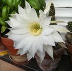 Anna Eckhardt - Facebook