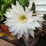 Anna Eckhardt - @aeckh - Instagram