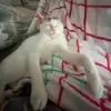 Anna Eddleman - @e_a.nna - TikTok