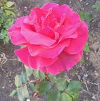 Anna Edgell - Facebook