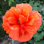Anna Ryden Ekdahl - @annapanna1960 - Instagram