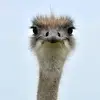 anna.elisabeth_8 - @anna.elisabeth_8 - TikTok