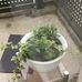 Anna Victoria Ellingboe - Facebook