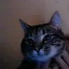 ANNA ELLISON - @annaellison08 - TikTok