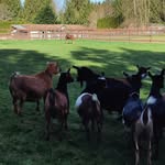 Anna Ervin - @farm_shenanigans56 - Instagram