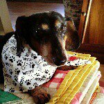 Anna Eshelman - @annaeshelman_shadow_doxie - Instagram
