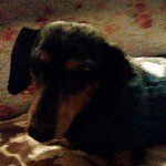 Anna eshelman - @shadow_doxie - Instagram