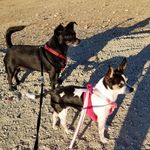 Anna Eshelman - @annaeshelmsn_shadowdoxie - Instagram