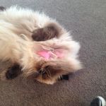 Anna Fahey - @lilly_awesome_cool - Instagram