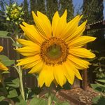 Anna Feehan - @flowerwhispereramgmoda - Instagram