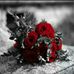 Anna Fehr - Facebook