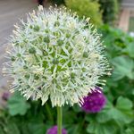 Anna Fenwick - @peonypeacreations - Instagram