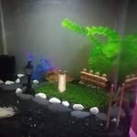 Anna Ferris Gardner - @xmypetsathomex - Instagram