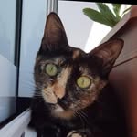 Anna Ferron - @lilulirum - Instagram