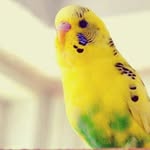 Anna Ferry - @eevee_lover12345 - Instagram