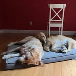 Alfi & Lili - @anna.fetter18 - Instagram