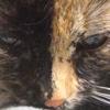 annafike209 - @xxcatlover_4everxx - TikTok