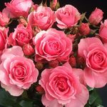 Анна Парфильева - @annaparfileva1410 - Instagram