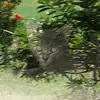 Anna Finley682 - @catmom_five - TikTok