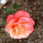 Anna Finley - @annafinley21 - Instagram
