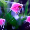 Anna fish - @anna_fishh - TikTok