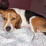 Anna Fiske - @annafiske483 - Instagram