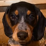 Anna Fiske - @beagles62 - Instagram