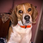 Anna Fiske - Facebook