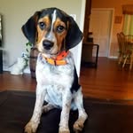 Anna Fiske - @bluetick_beagles - Instagram