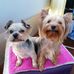 Irena Anna Fister - Facebook