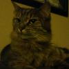 Anna Fitzsimons - @cat_lover_37 - TikTok