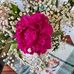 Anna Flach - Facebook