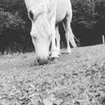 Anna Flatt - @horses.are_bae12 - Instagram