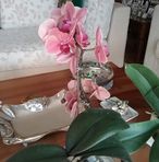 Anna Flaviani - Facebook
