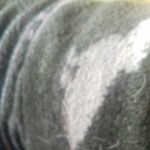 anna_flood - @horses1256789 - Instagram