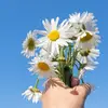 Annaflower - @annaflower071 - TikTok