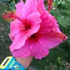 annafodor - @annafodor - TikTok