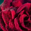 annafonda973 - @annafonda973 - TikTok